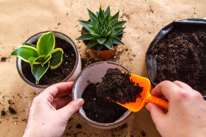 potting soil for succulent plants