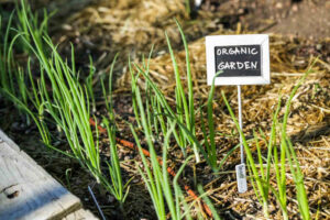 Organic garden marked with plant label