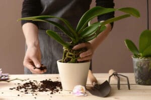 Woman adding potting mix in orchid pot